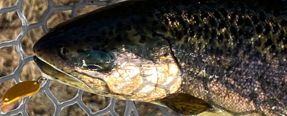 サーチスイマーで釣れた鱒