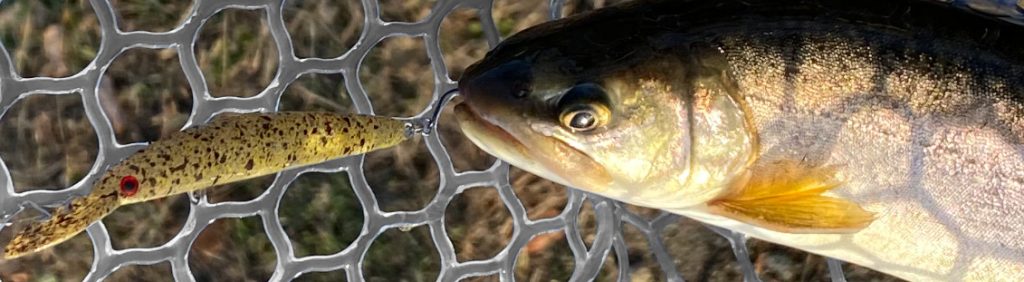 ダブルクラッチで釣れたます