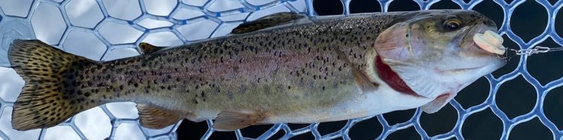 デカブングで釣れた鱒