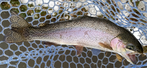 ちびダートランショボクレジルで釣れた鱒