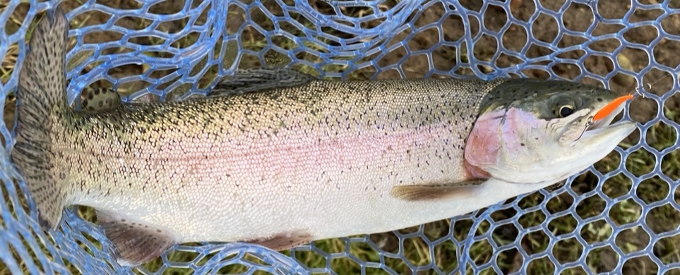 サーチスイマーで釣れた鱒