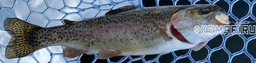 デカブングで釣れた鱒