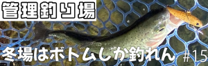 2023年2月中旬2冬場はボトムしか釣れんアイキャッチ